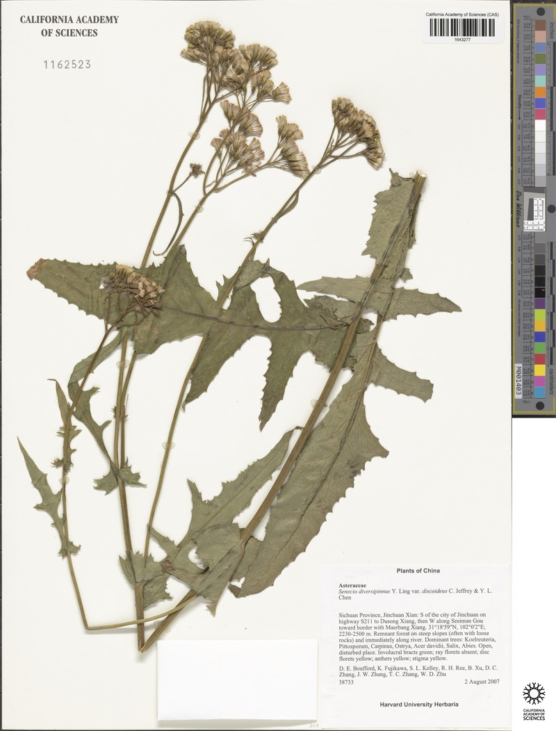Senecio diversipinnus photo 2