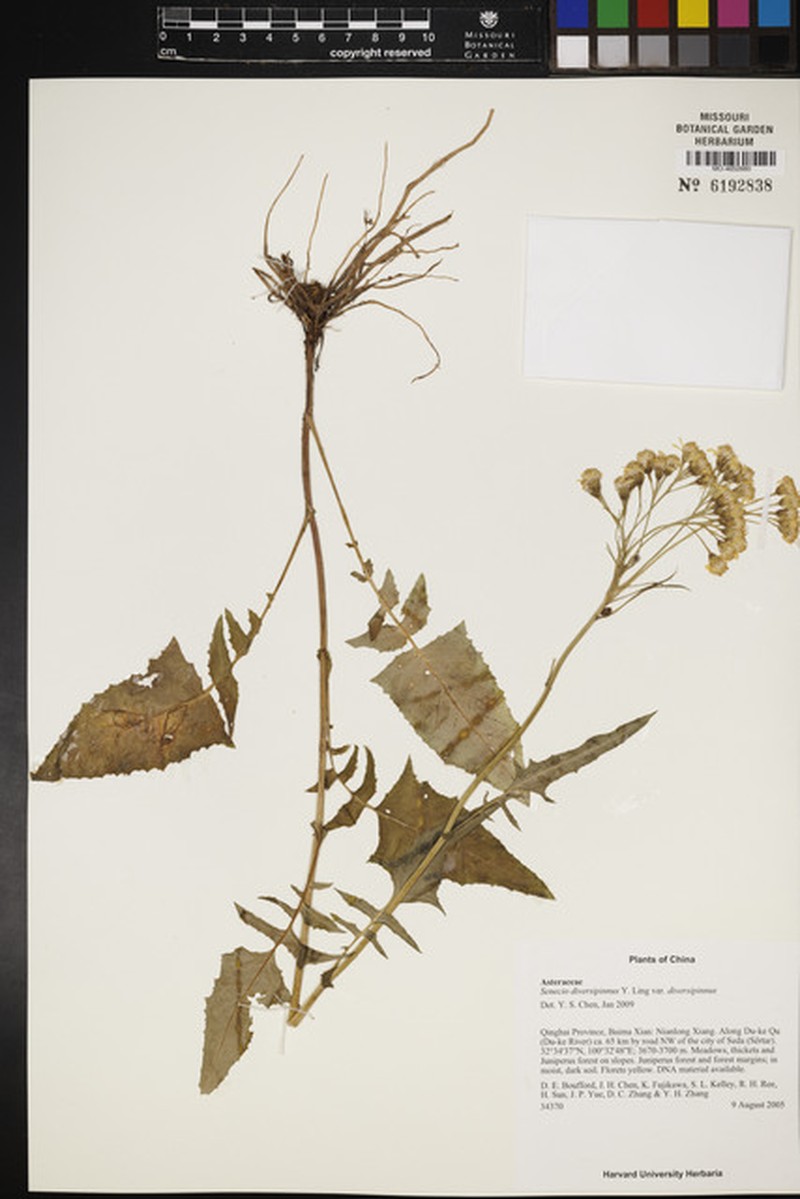 Senecio diversipinnus photo 3