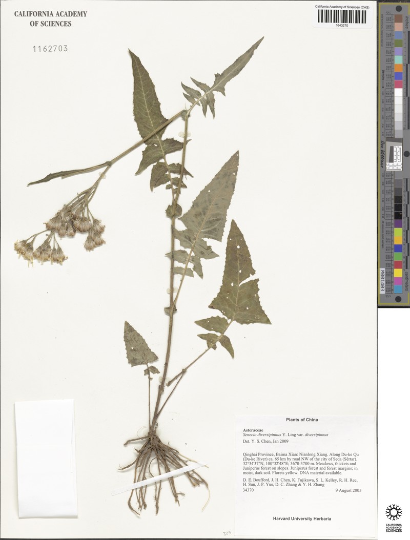 Senecio diversipinnus photo 5