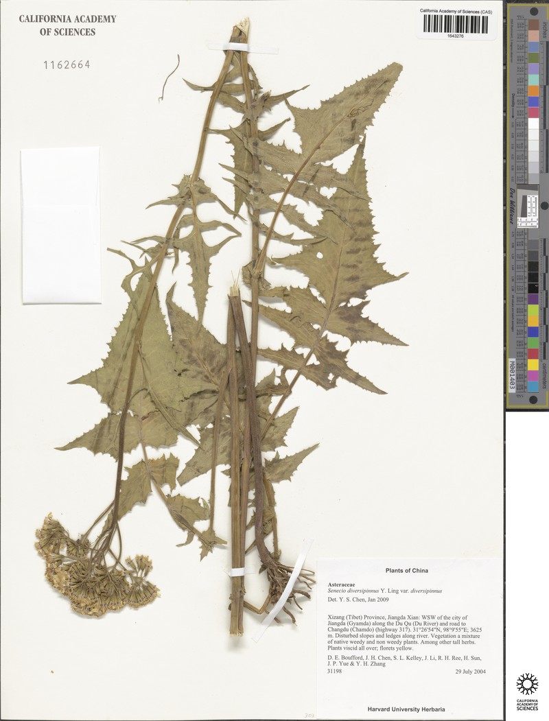 Senecio diversipinnus photo 6