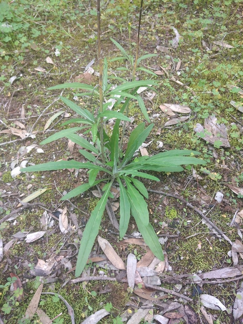 Senecio dolichocephalus