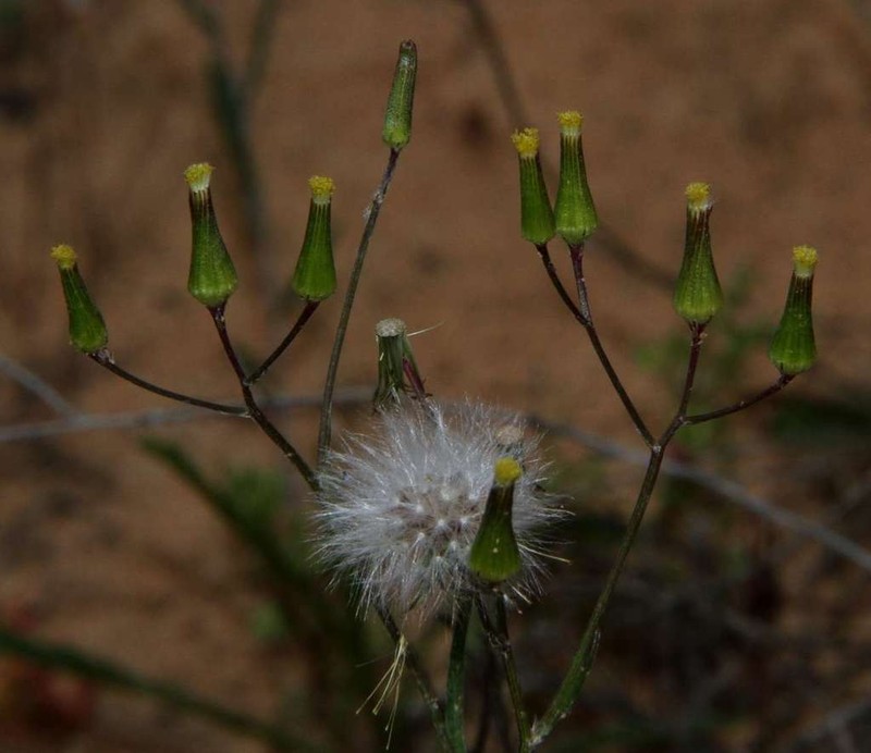 Senecio dolichocephalus photo 2