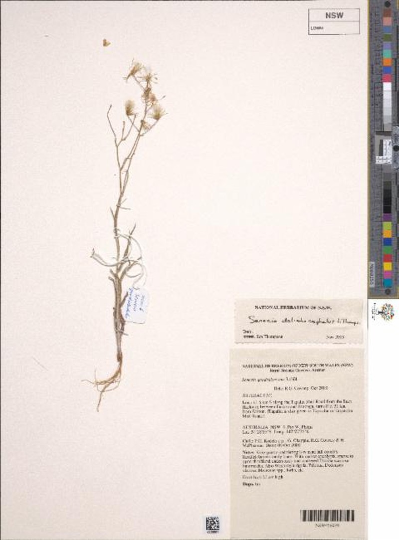 Senecio dolichocephalus photo 3