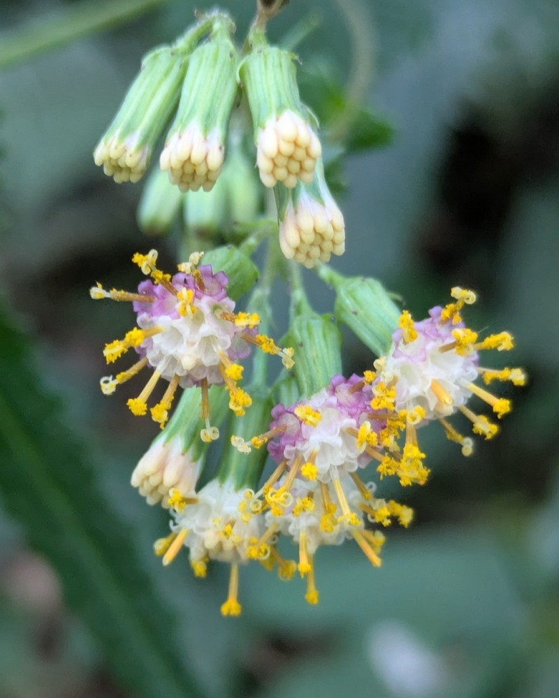Senecio doratophyllus