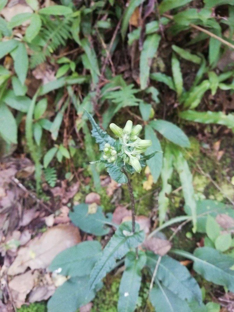 Senecio doratophyllus photo 2