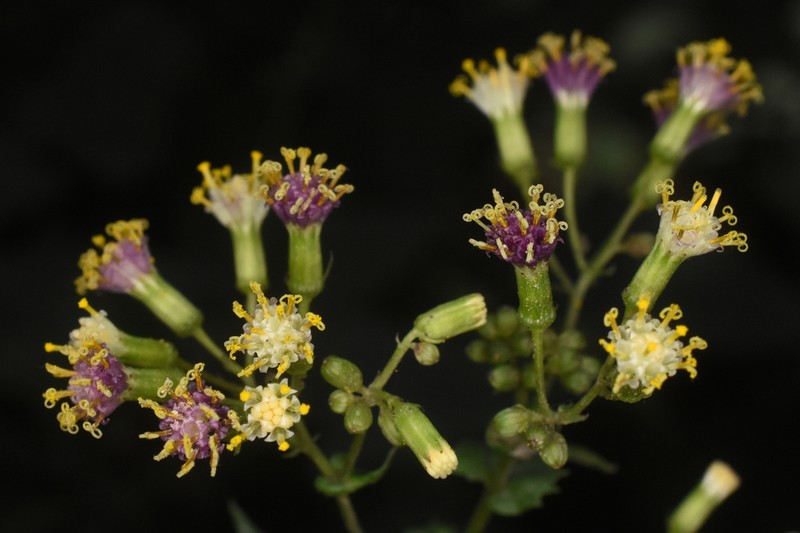 Senecio doratophyllus photo 3