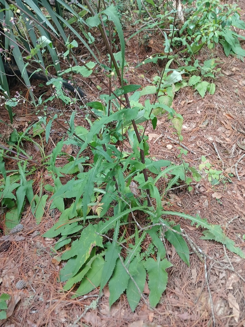 Senecio doratophyllus photo 5