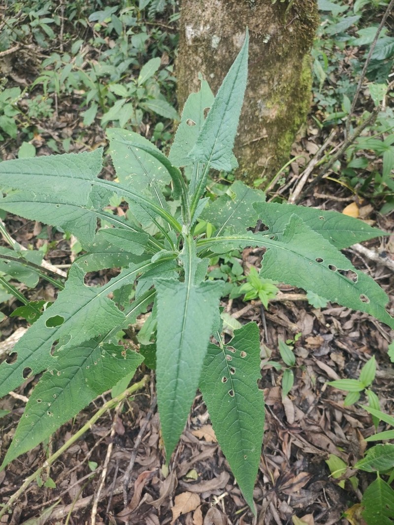 Senecio doratophyllus photo 6