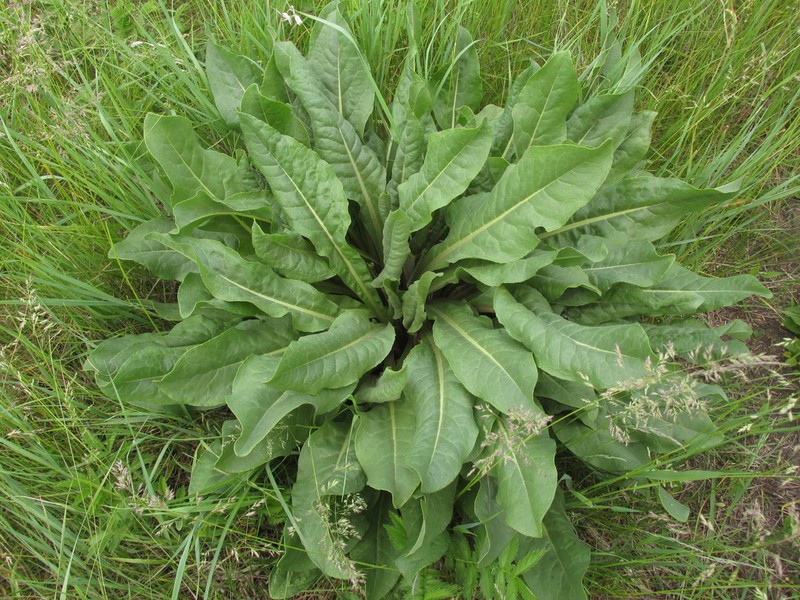 Senecio doria