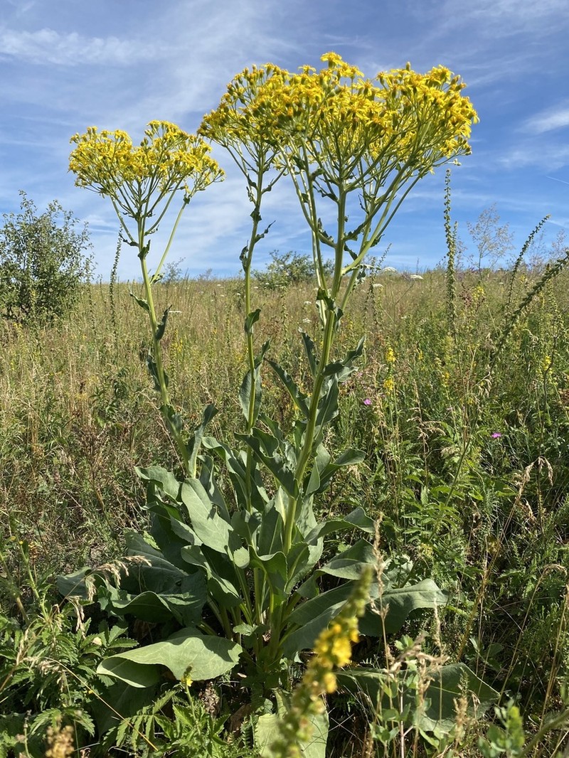 Senecio doria photo 2