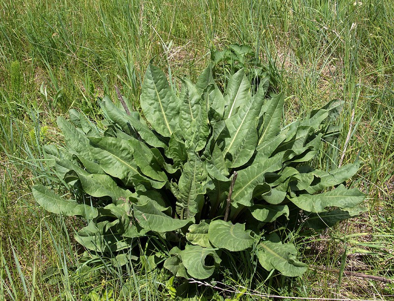 Senecio doria photo 3