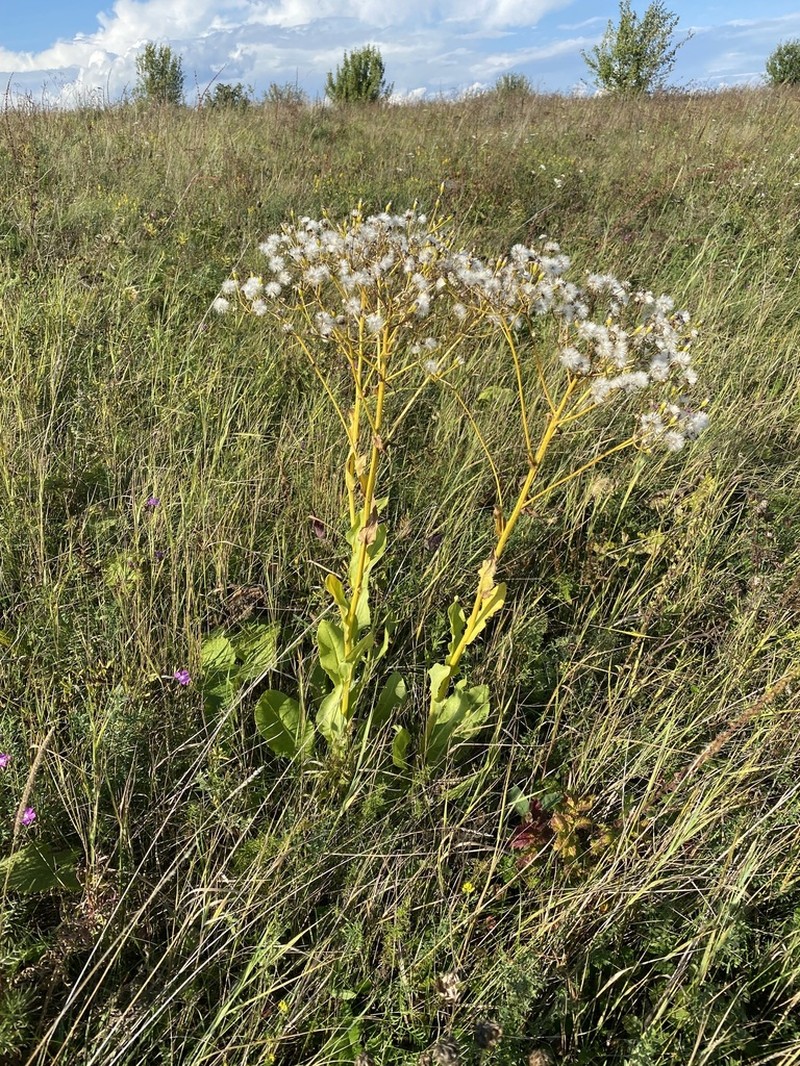 Senecio doria photo 4