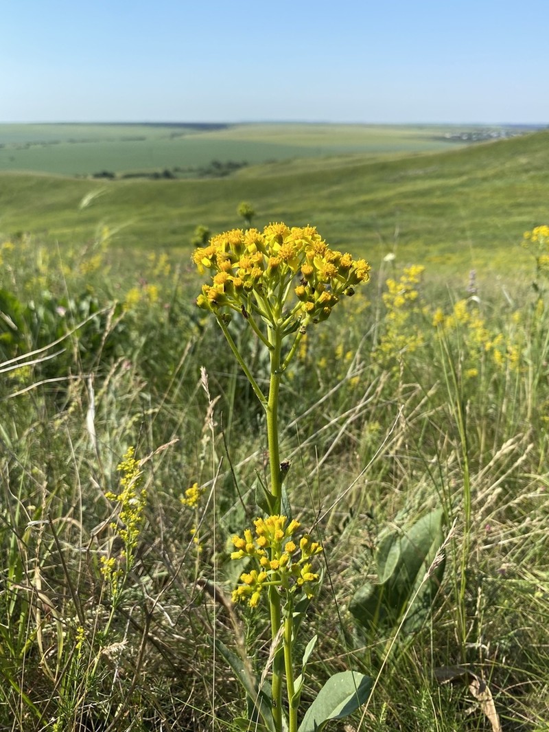 Senecio doria photo 5