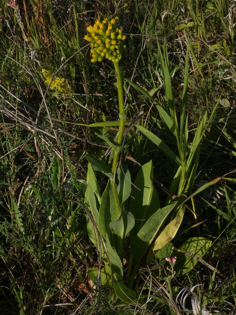 Senecio doria photo 6