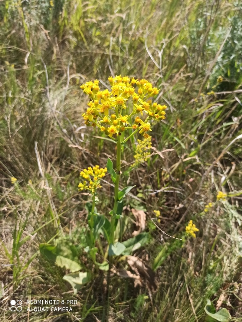 Senecio doria photo 7