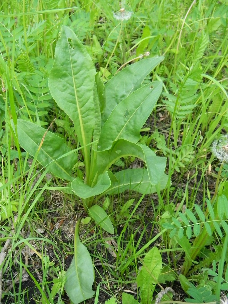 Senecio doria photo 8