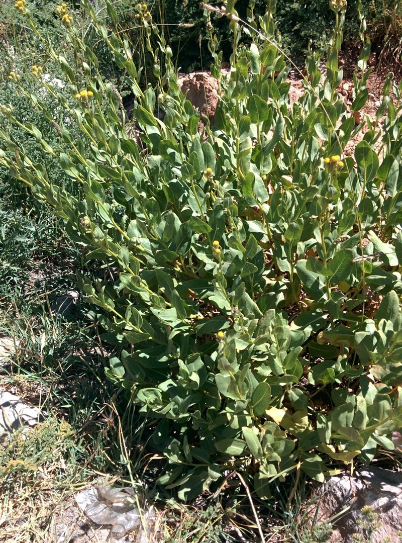 Senecio doriiformis