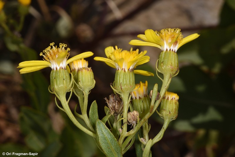 Senecio doriiformis photo 2