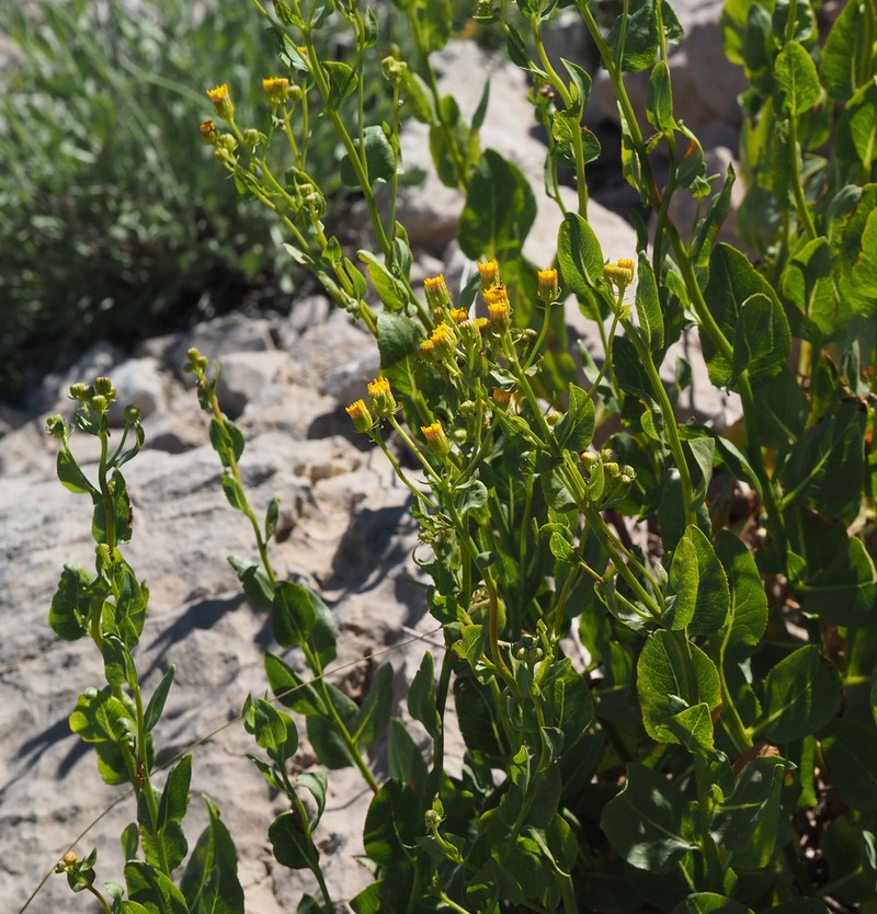 Senecio doriiformis photo 3