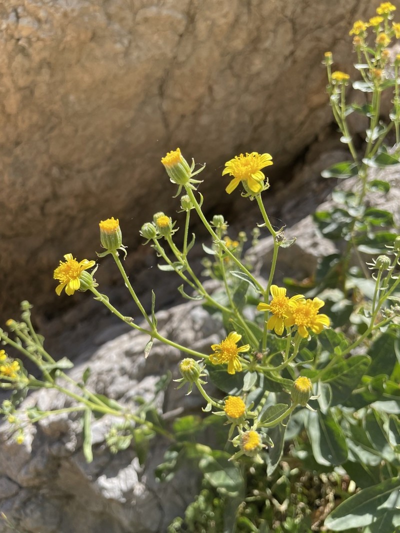 Senecio doriiformis photo 4