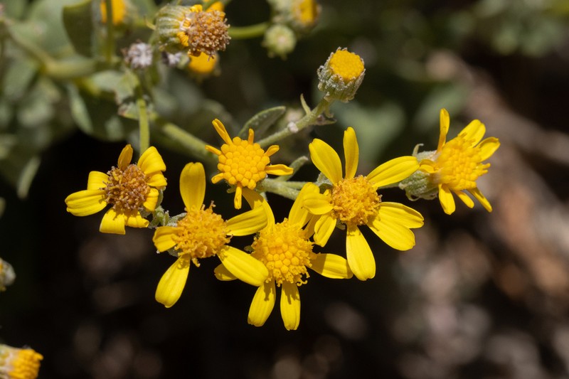 Senecio doriiformis photo 5