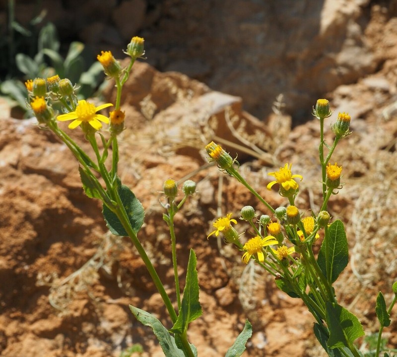 Senecio doriiformis photo 6