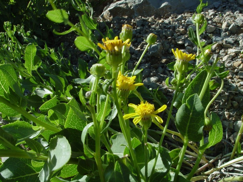 Senecio doriiformis photo 7