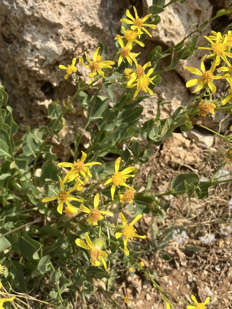 Senecio doriiformis photo 8