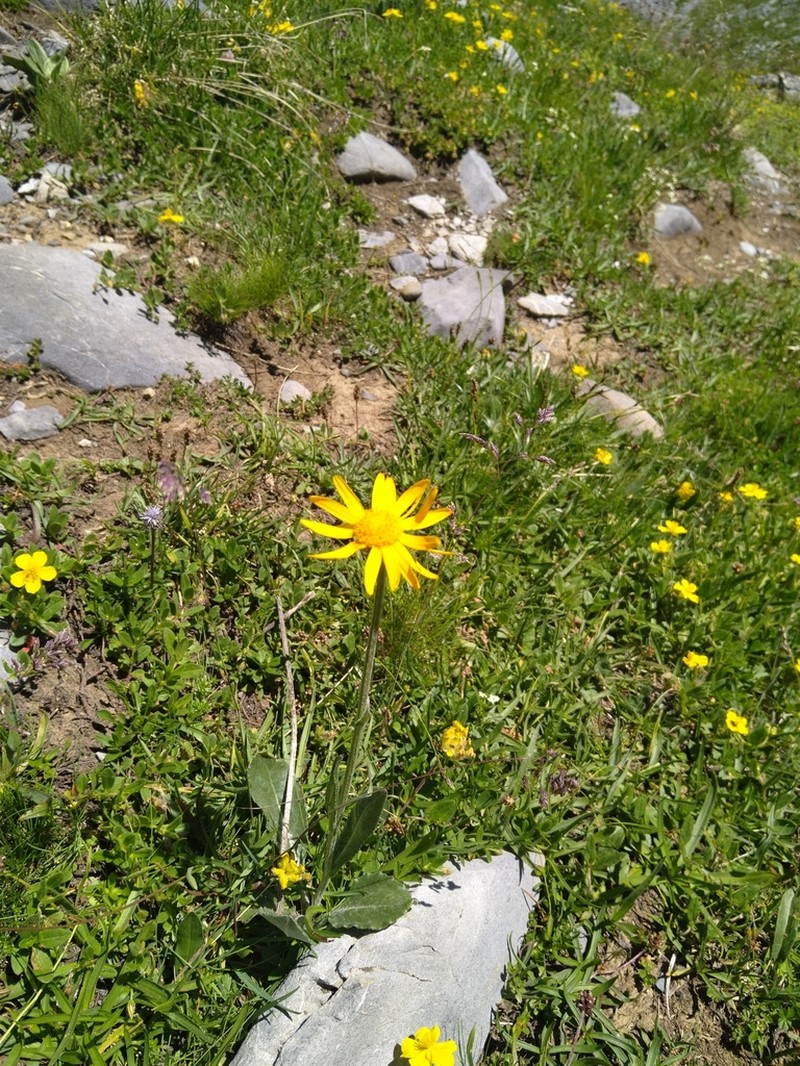Senecio doronicum