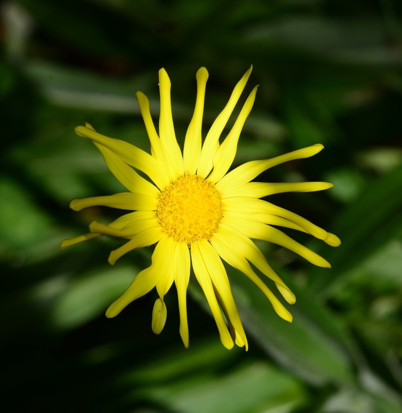 Senecio doronicum photo 2