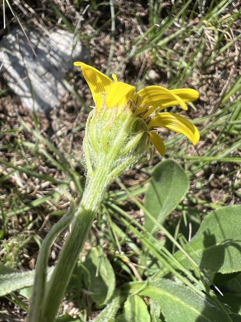 Senecio doronicum photo 3