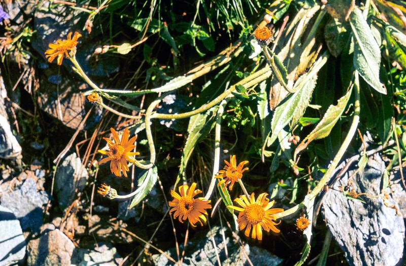 Senecio doronicum photo 4
