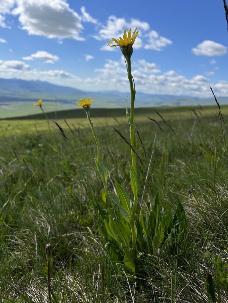 Senecio doronicum photo 5