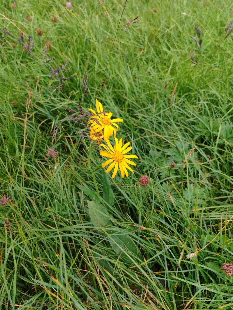 Senecio doronicum photo 6