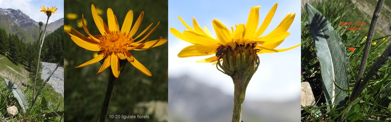 Senecio doronicum photo 7
