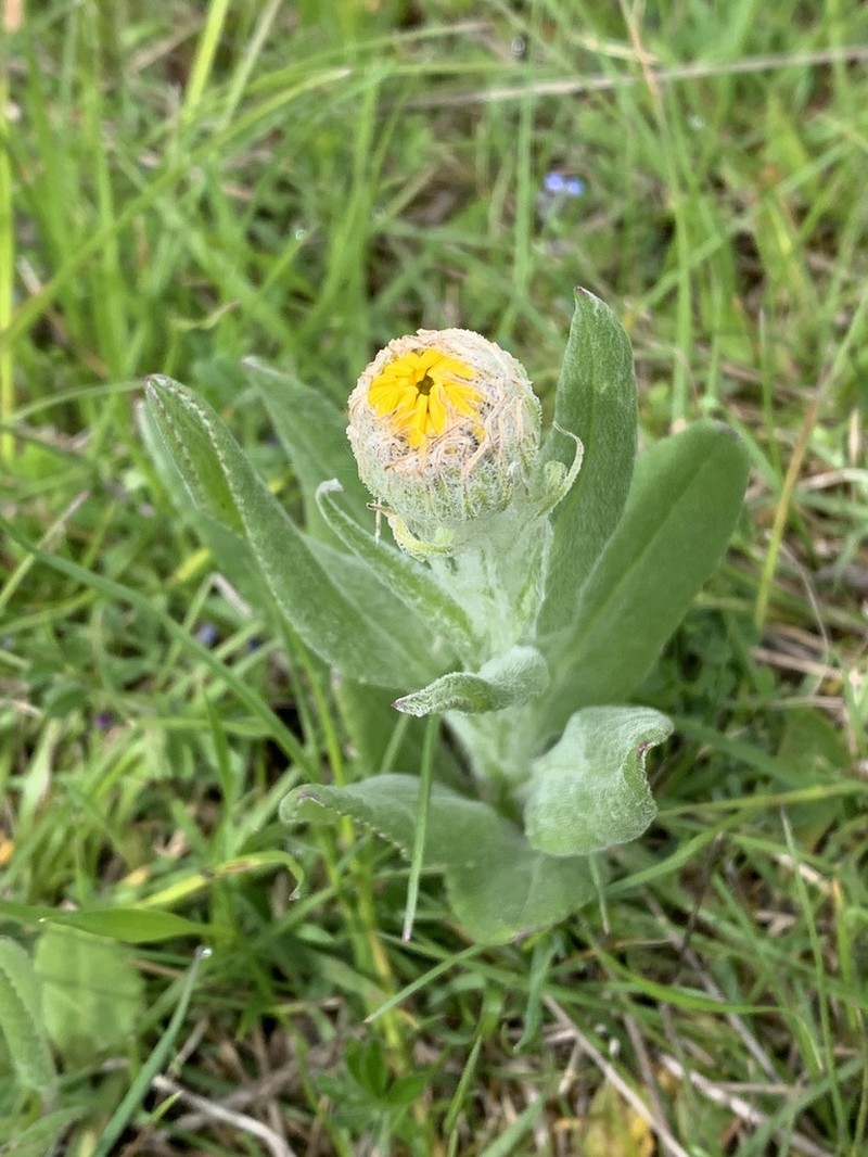 Senecio doronicum photo 8