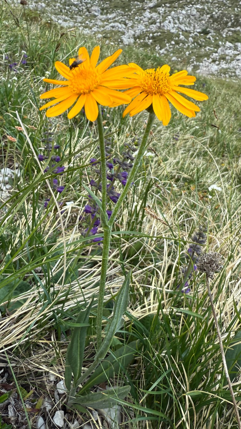 Senecio doronicum subsp. doronicum