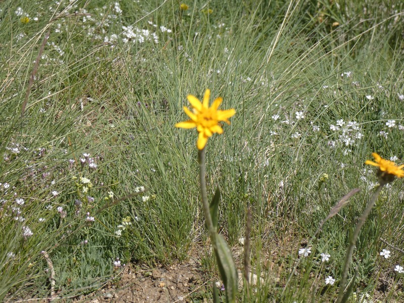 Senecio doronicum subsp. doronicum photo 2
