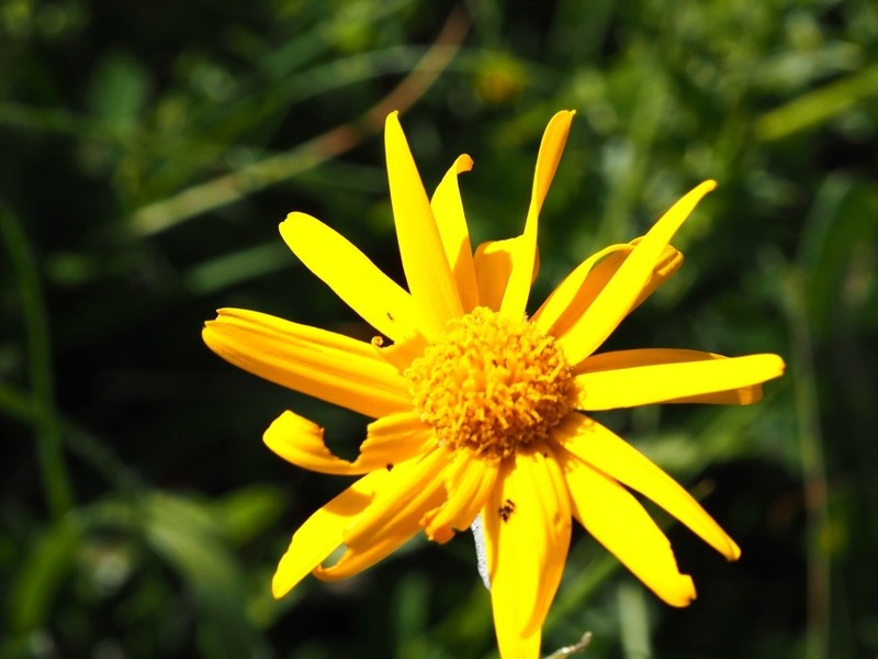 Senecio doronicum subsp. doronicum photo 3