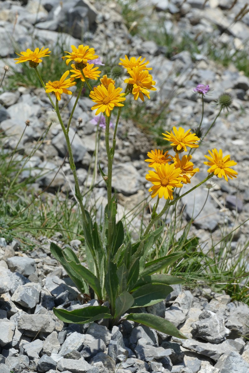 Senecio doronicum subsp. doronicum photo 4