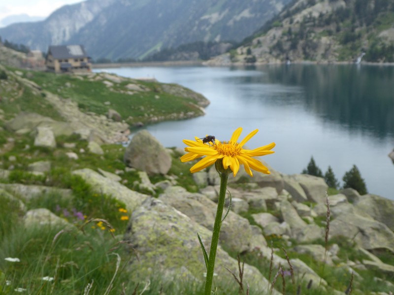 Senecio doronicum subsp. doronicum photo 5