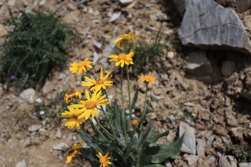Senecio doronicum subsp. doronicum photo 6