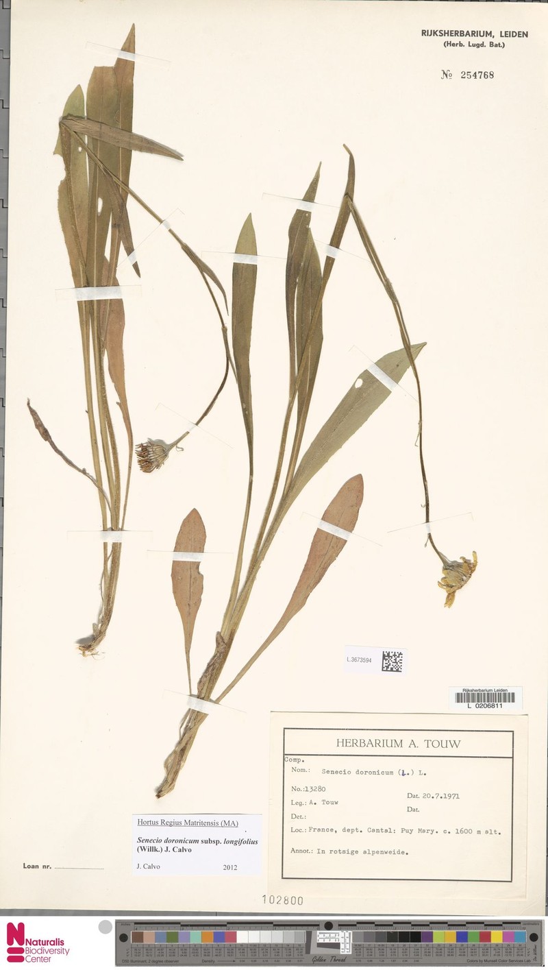 Senecio doronicum subsp. longifolius