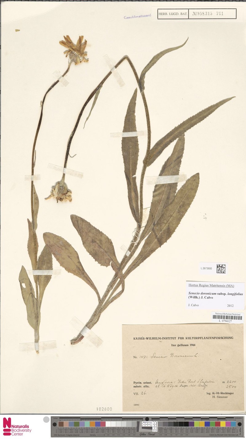 Senecio doronicum subsp. longifolius photo 2