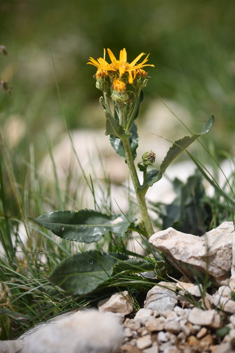 Senecio doronicum subsp. orientalis