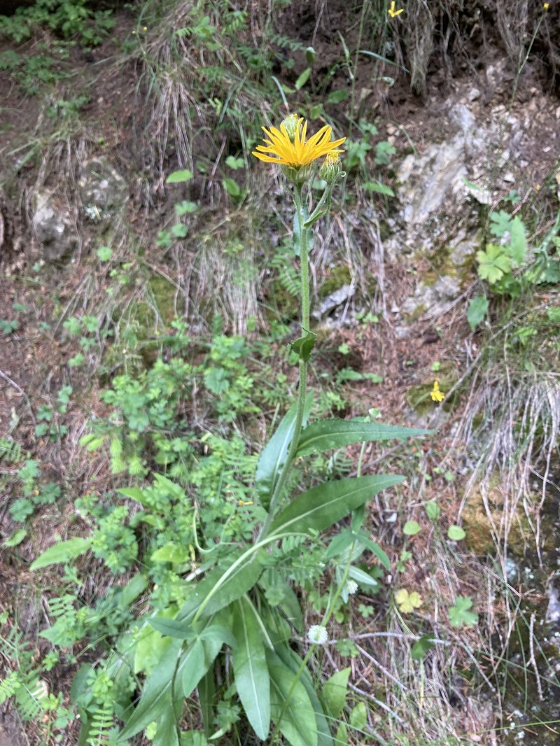 Senecio doronicum subsp. orientalis photo 2