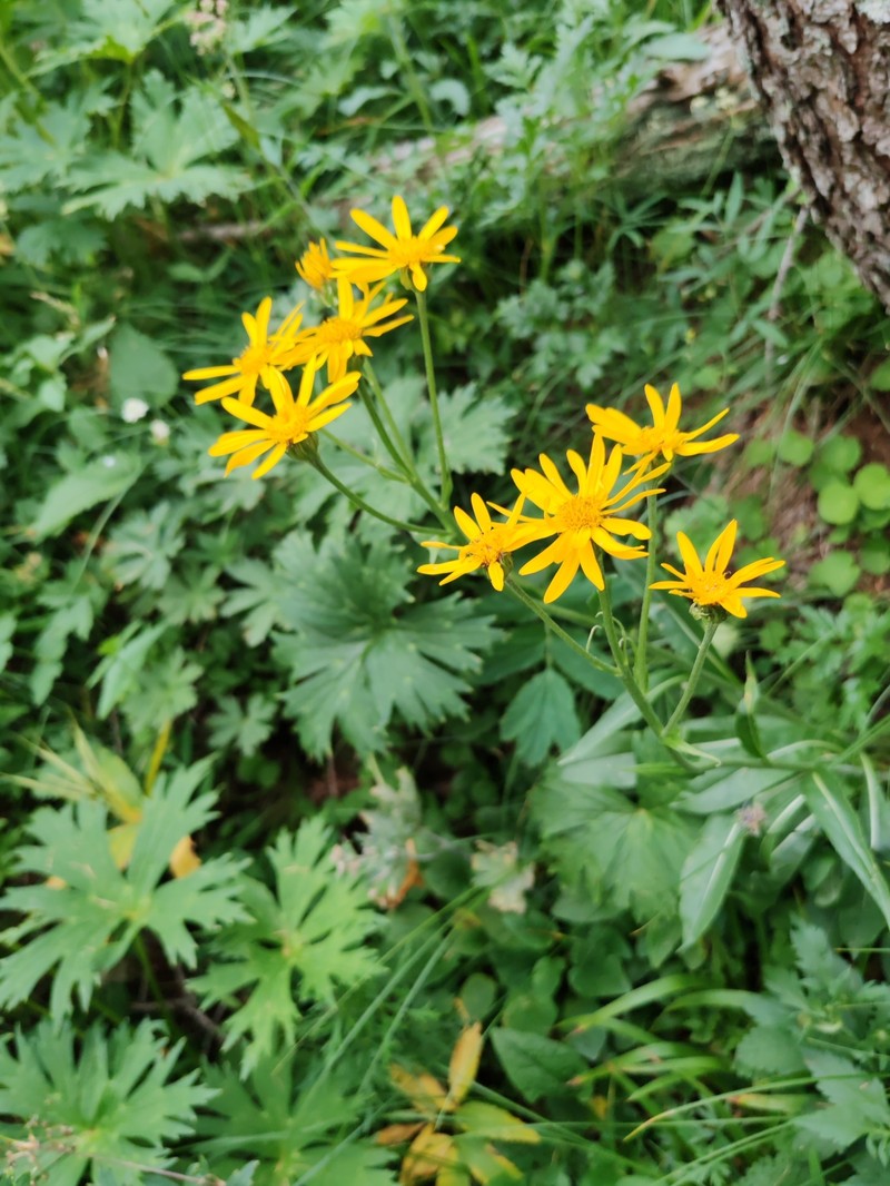 Senecio doronicum subsp. orientalis photo 3