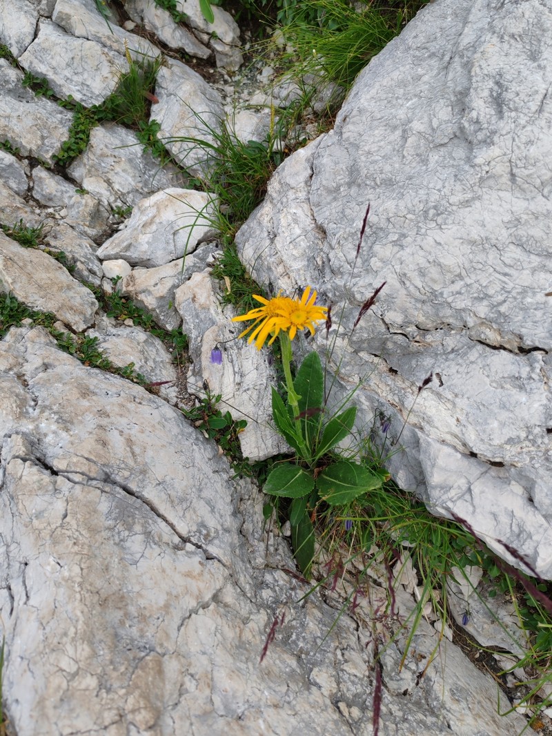 Senecio doronicum subsp. orientalis photo 4