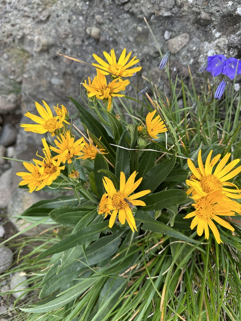 Senecio doronicum subsp. orientalis photo 6