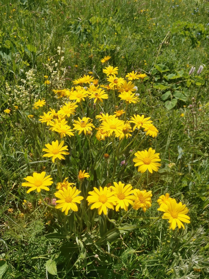 Senecio doronicum subsp. orientalis photo 7